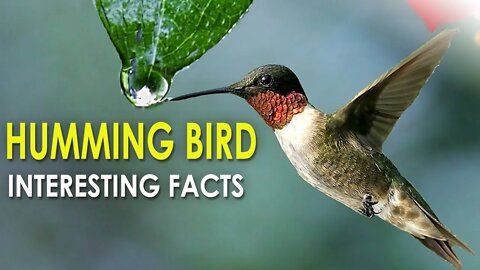 AMERICAN NATIVE HUMMING BIRDS INTERESTING FACTS -HD | TINIEST BIRD | RUFOU HUMMING BIRD