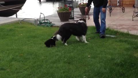 "Playing fetch with a twist: Border Collie VS Puppy dog"