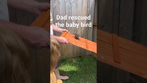 Dad rescued the baby bird 🐧😭 #babybirdvideo #babybirds #birdrescue #babybirdrescue #babybirdvideo