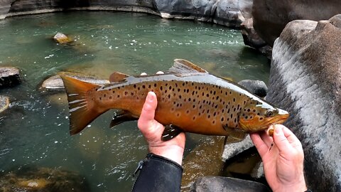 Huge Fall Run Browns - Too Many Perfect Fish to Count - Deep Cold Canyon In Wyoming