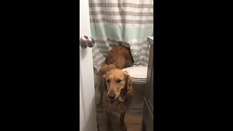 Water-Loving Pup Tries To Join Owner During Shower