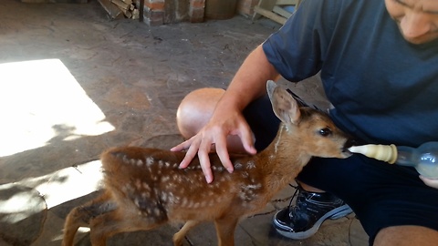 Man attempts to bottle-feed rescued fawn