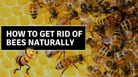 How To Get Rid of Bees Naturally | Pest Control