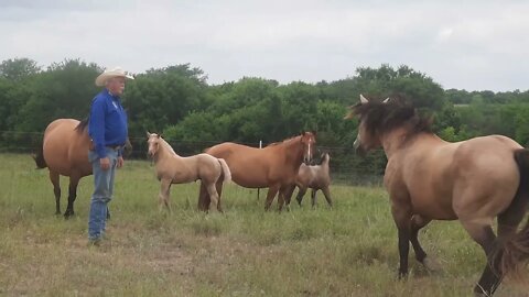 Traveling cross country with new foals.