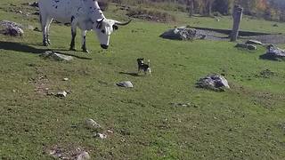 A Small Dog Tries To Get Into A Fight With A Giant Bull