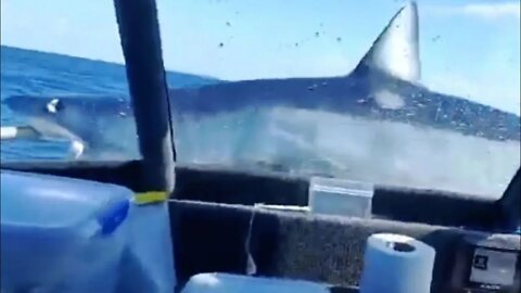 Shark Jumps On Fishing Boat in Mexico!
