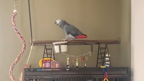 Musical parrot rocks out to some AC/DC riffs