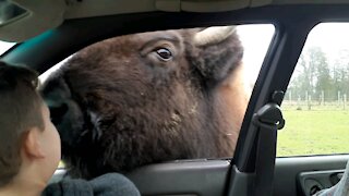 Cute video of my son getting kissed by a bison ❣