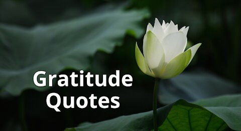 Quotes on Life For Gratitude. [QUOTATIONS] [LIFE QUOTES] [GRATITUDE]