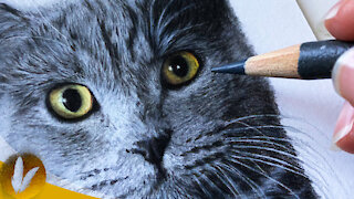 How To Draw Fur With Colored Pencils For Beginners