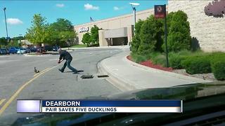 Ducklings fall into sewer in Fairlane