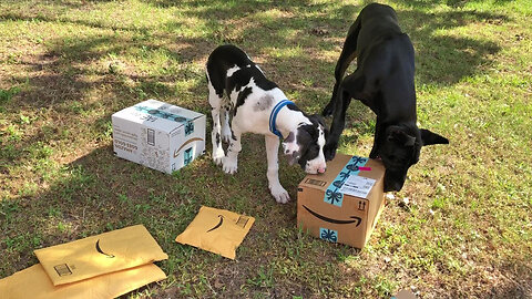 Clever Great Dane Teaches Puppy How To Open Amazon Packages