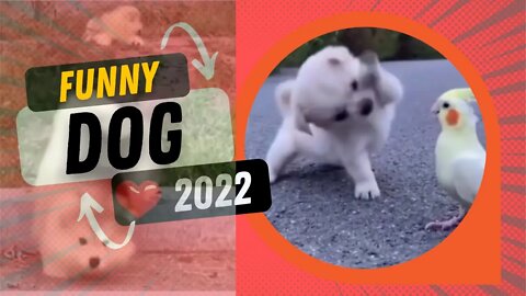 🤩Funniest Dog Video Try Not to Laugh Funny Dog 2022
