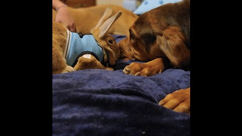 Bloodhound loves to cuddle bunny rabbit