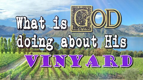 What is God doing about His Vineyard