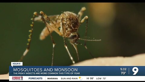 Mosquitoes and monsoon