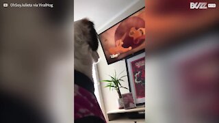 Cagnolina si emoziona guardando 'Il re leone'