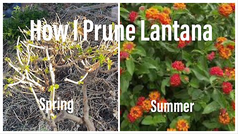 How I Prune my Lantana