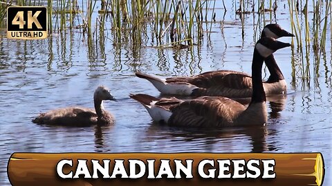 Canadian Geese of the Pacific Northwest [4K Ultra HD]