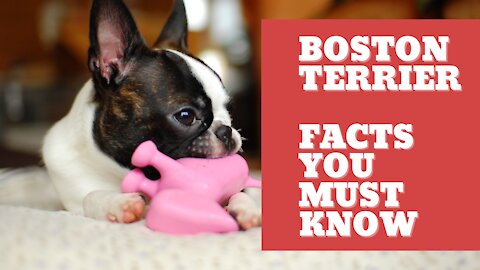 Boston terrier 🐶 10 Things you should know about Boston terrier