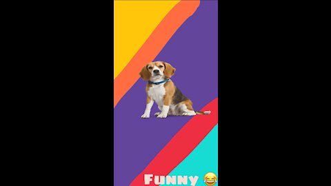 Funny and funny animals😂