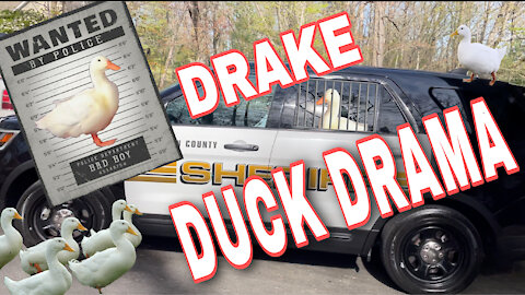 Drake Duck Problems