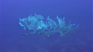 Swirling fish engage in mesmerizing dance in the Galapagos Islands