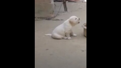 Cutest Puppy learning rooster