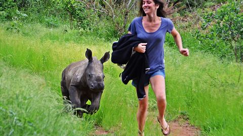 'Nandi' the orphaned rhino baby is given a bright future