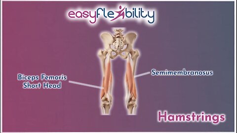 Hamstrings tightness FIXED!