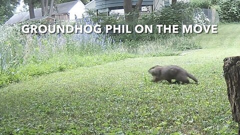 Groundhog Phil On The Move