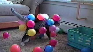 Pets VS Balloons