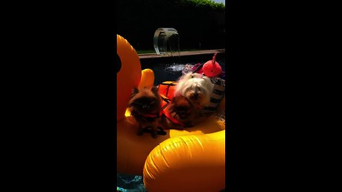 Dogs chill out on giant inflatable duck