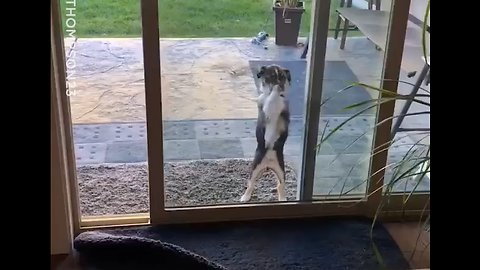 Dog Trying To Get Inside