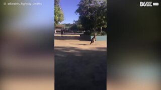 Canguro invade una scuola in Australia