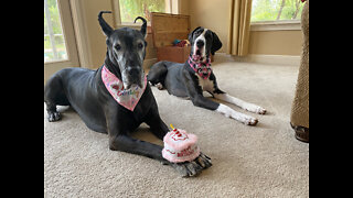 Funny Great Danes Pose & Play With Happy Birthday Cake Toy