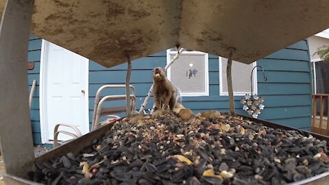 Grey squirrel with a peanut "slow motion"