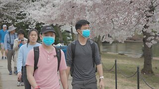 D.C.'s Famed Cherry Blossoms Draw Smaller Crowd Amid Pandemic