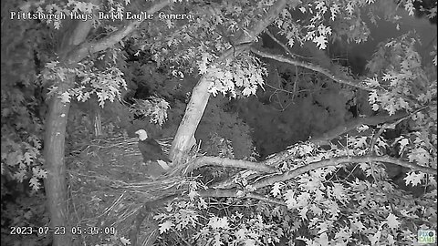 Hays Eagles Dad comes in for the post dispersal nest inspection-mom joins him. 07-23-2023 5:33am