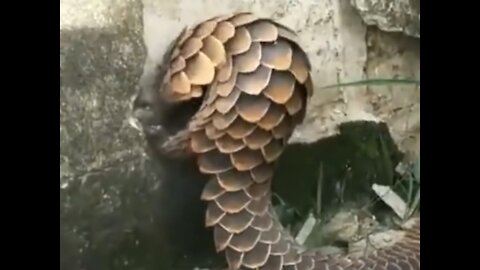 Mysterious small dragon caught demolishing our neighbors wall