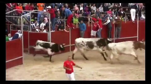 Best funny videos fun Most awesome bullfighting festival funny crazy bull fails