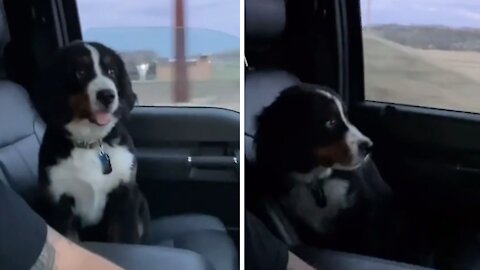 Precious Little Puppy Is Afraid Of Bridges During Car Ride