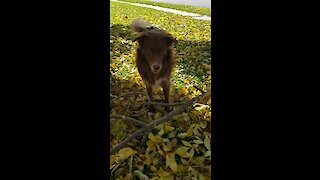 Crazy dog plays fetch with gigantic fetch