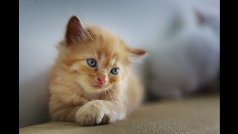 Baby kittens- Gatitos bebés- Hermosos