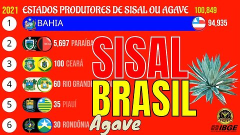 Os Maiores Produtores de SISAL ou AGAVE do Brasil