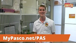 Pet Patrol | Morning Blend