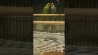 Budgie Love 💜💗 #budgies #shorts #parakeets #parrots #animallover