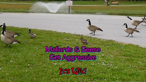 Mallards & Geese Get Aggressive