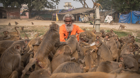 ‘Monkey Man’ Feeds Hundreds Of Primates Every Day