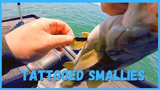 Catching Tattooed Lake St Clair Smallmouth Bass